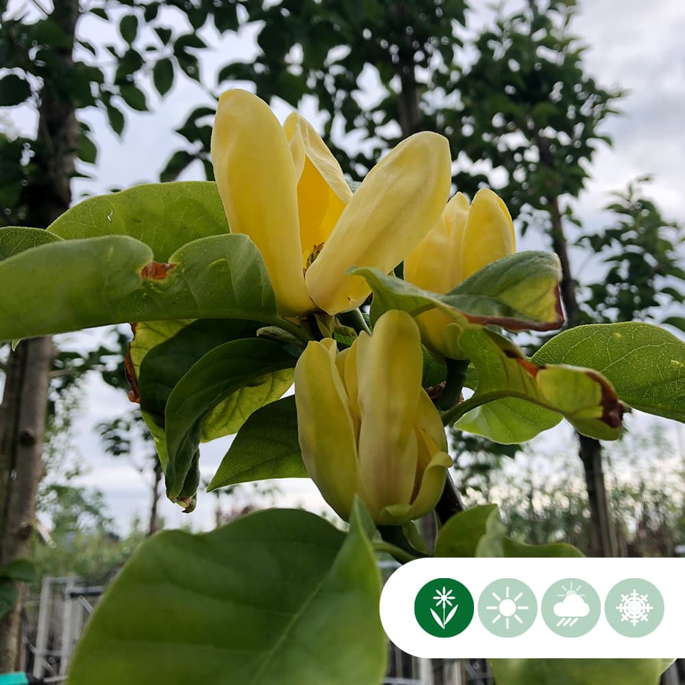 Magnolie 'Yellow Bird'