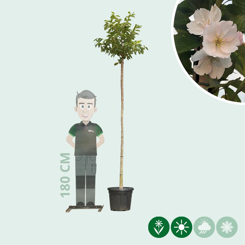 Japanische Blütenkirsche 'Yedoensis'