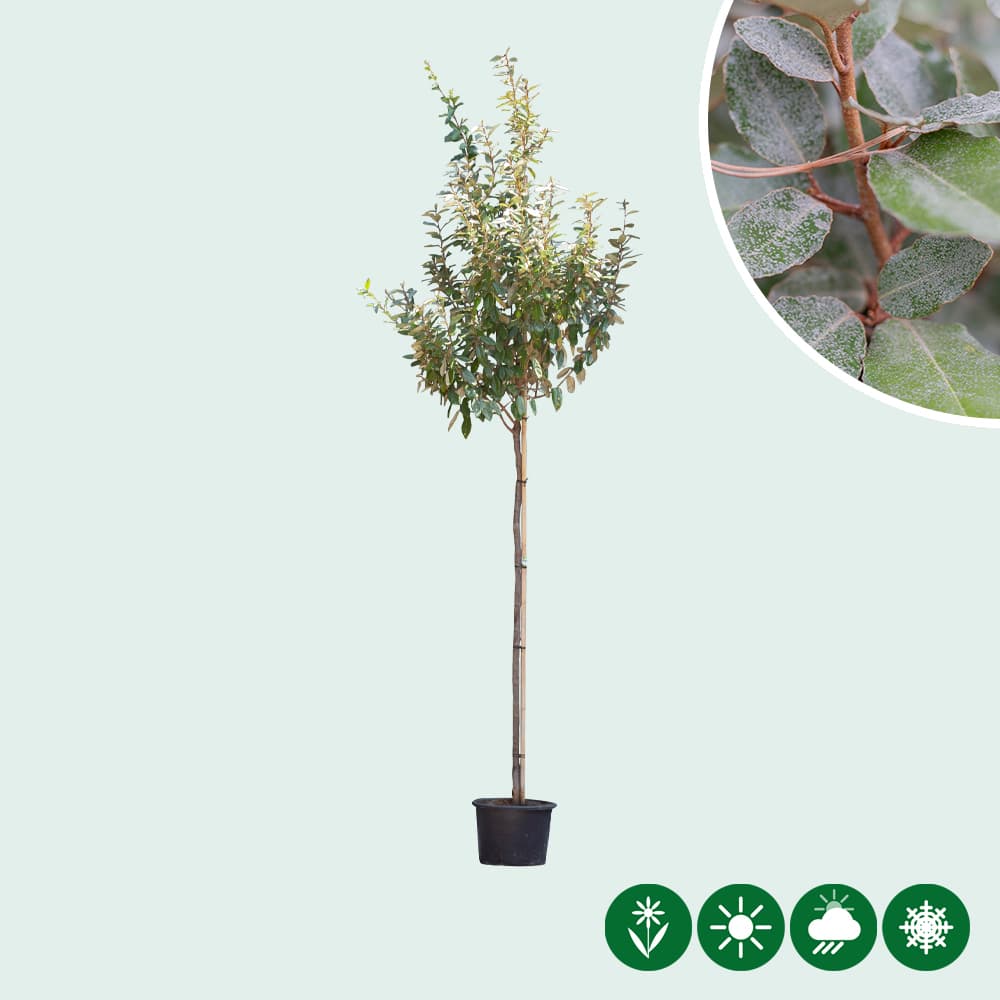 Wintergrüne Ölweide