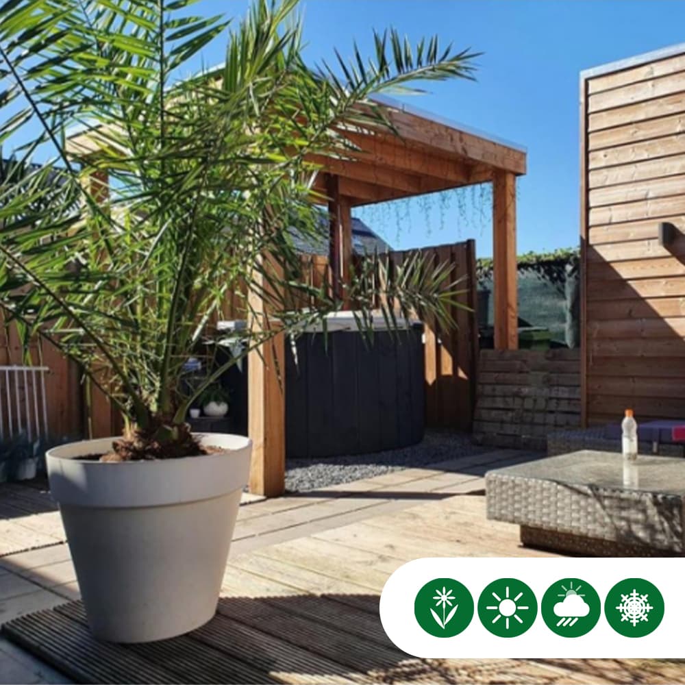 Kanarische Dattelpalme