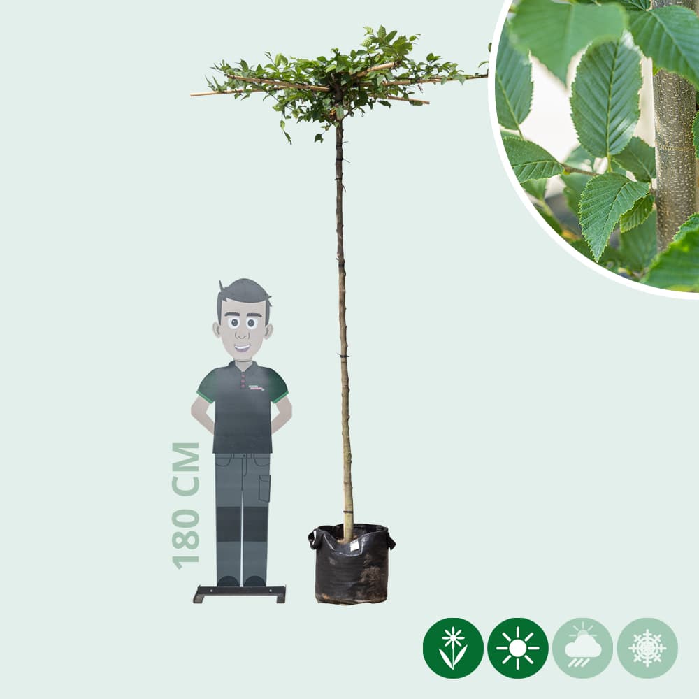 Dach-Hainbuche in Kreuzform