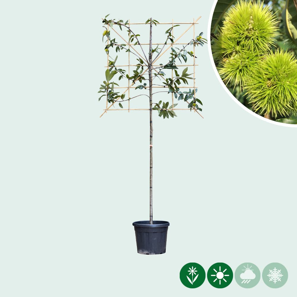 Edelkastanie als Spalier