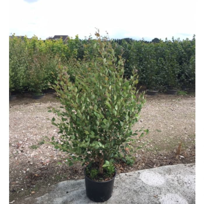 Schwarzbirke Solitär