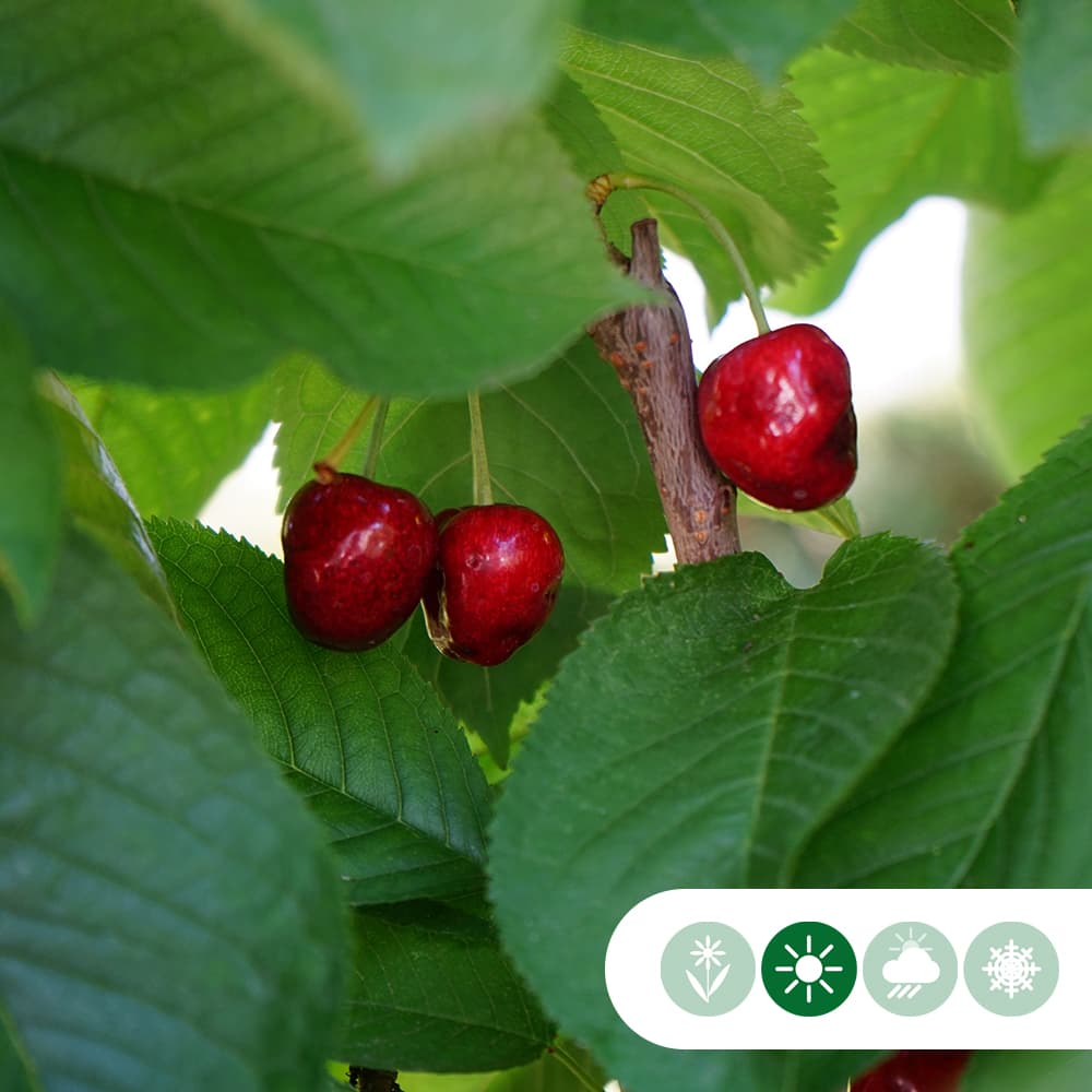 Großer Kirschbaum Prunus a. 'Stella'