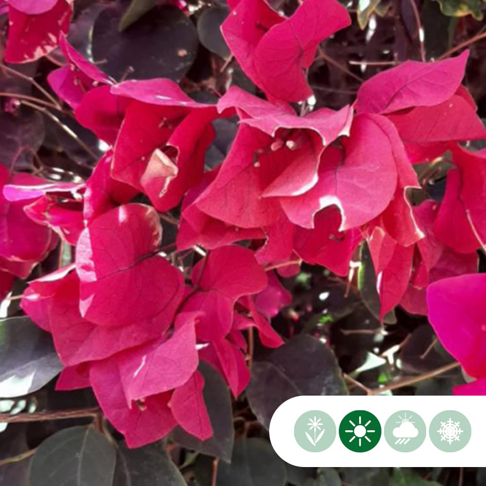 Bougainvillea glabra 'Alexandra'