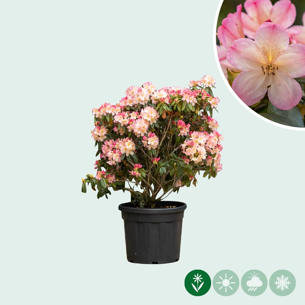 Rhododendron Percy wiseman