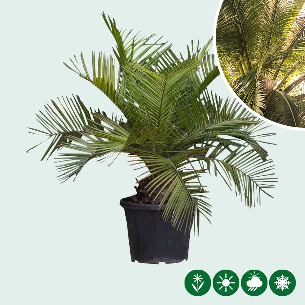 Chilenische Honigpalme