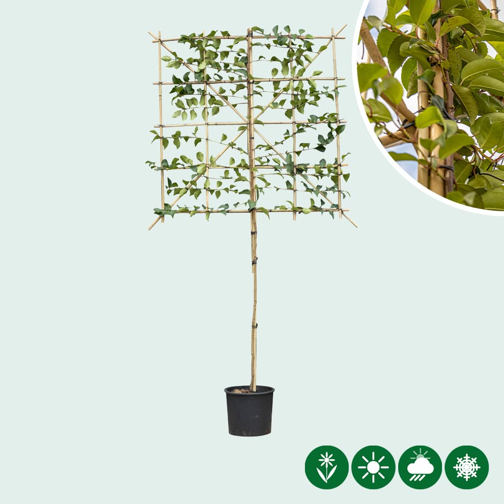 Portugiesische Lorbeerbaum 'Tico' als Spalierbaum