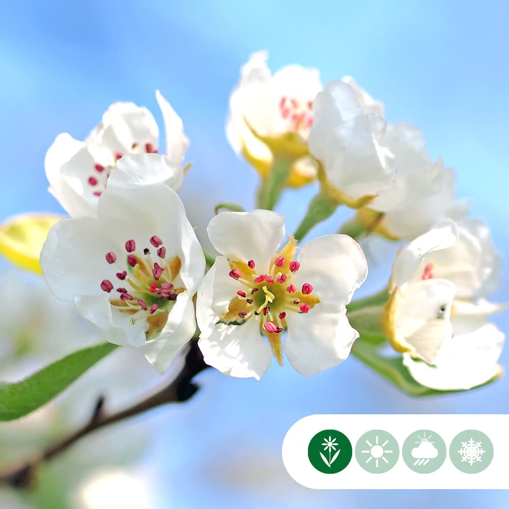 Zierbirne als Spalier 120 cm