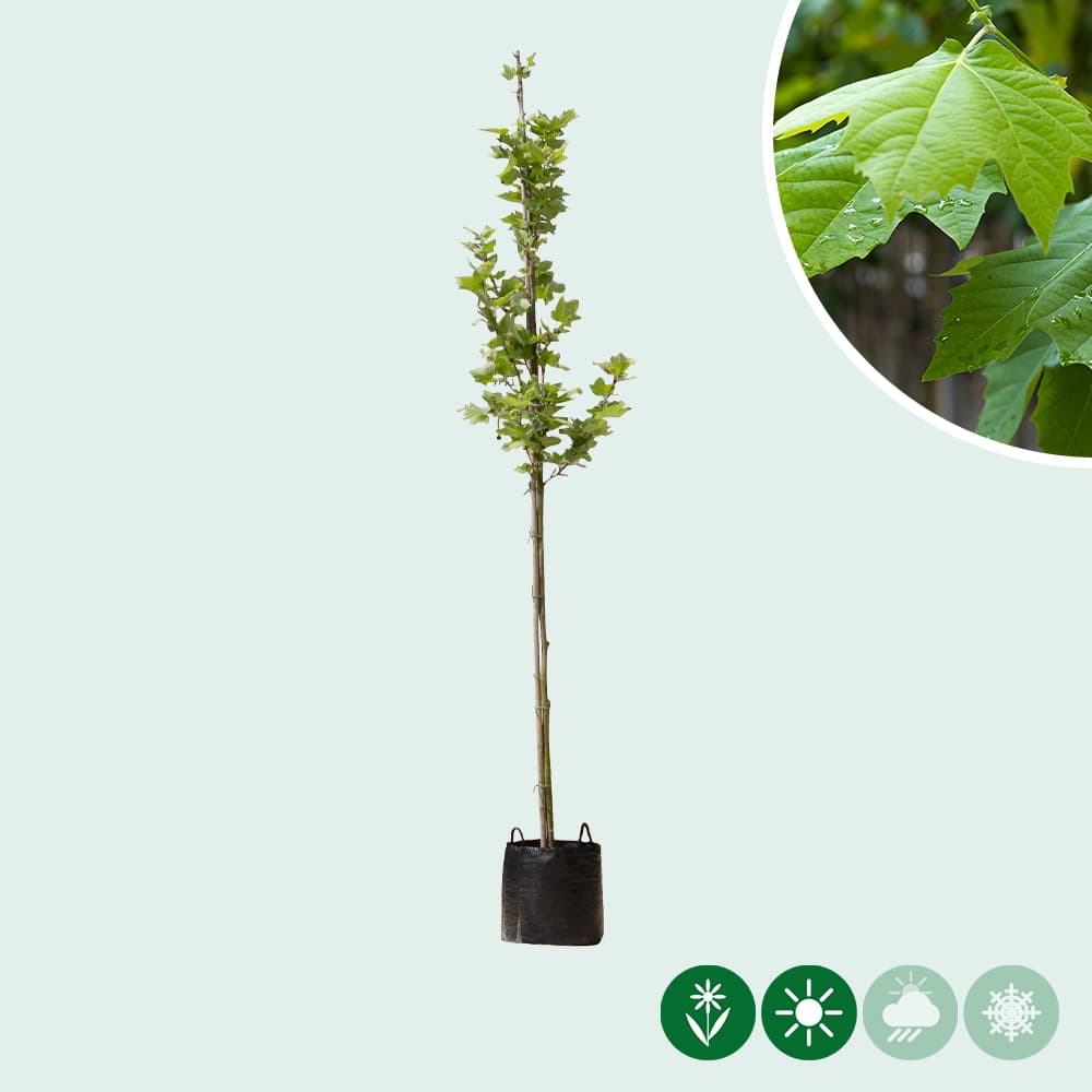 Ahornblättrige Platane