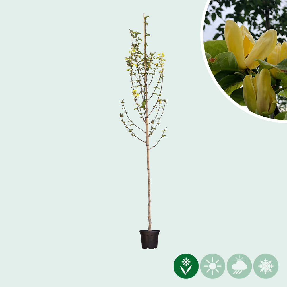 Magnolie 'Yellow Bird'