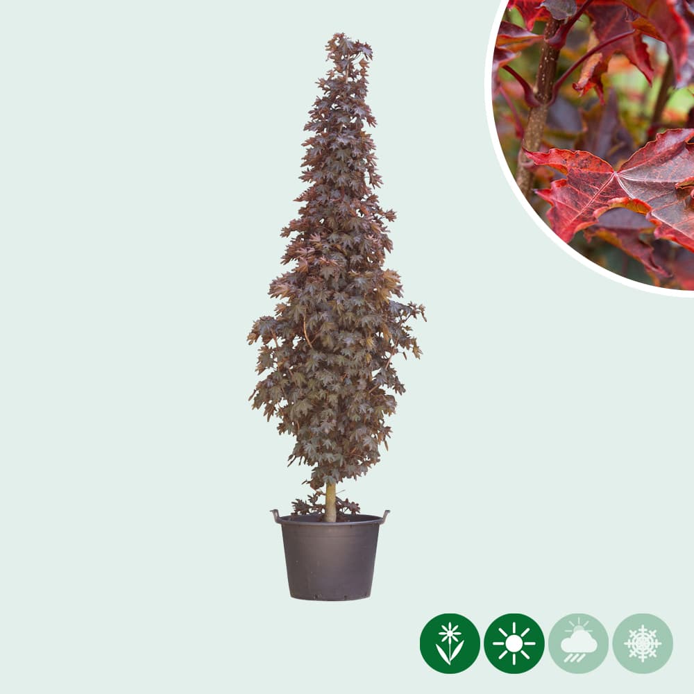 Ahorn Crimson Sentry Spindelbusch