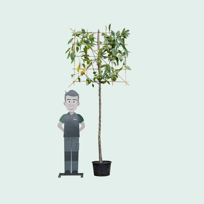 Kordia Spalierbaum groß