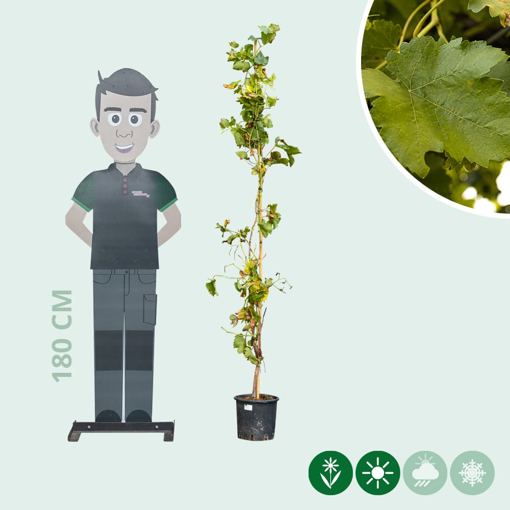 Weinbaum Rot auf Stock