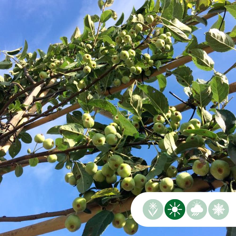 Zierapfel als Spalier