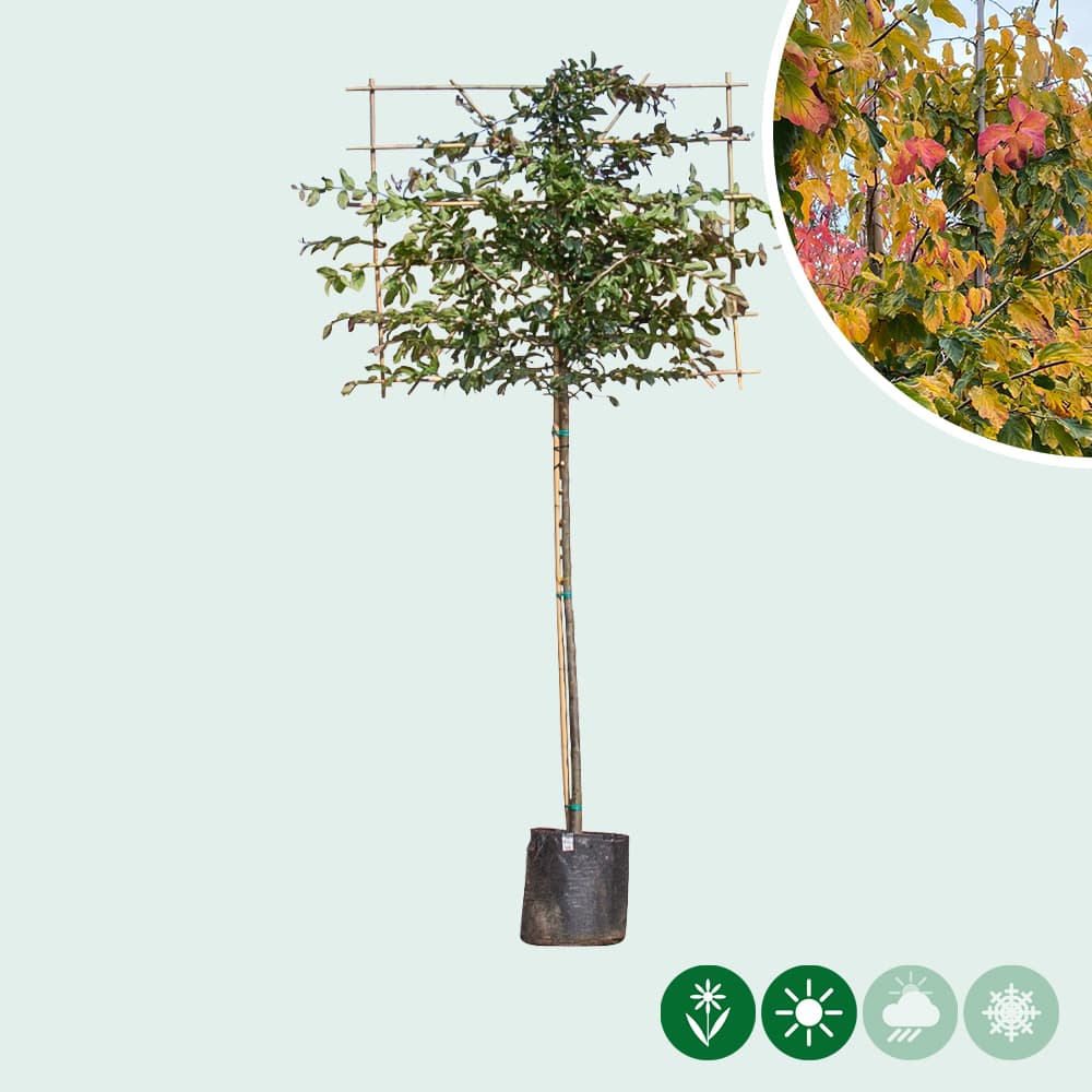 Persischer Eisenholz- baum Spalier