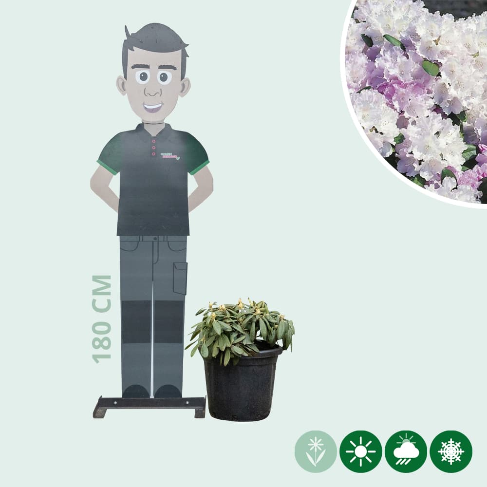 Rhododendron Silberwolke