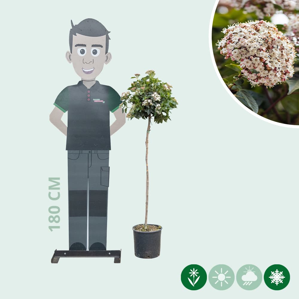 Schneeball Halbstamm