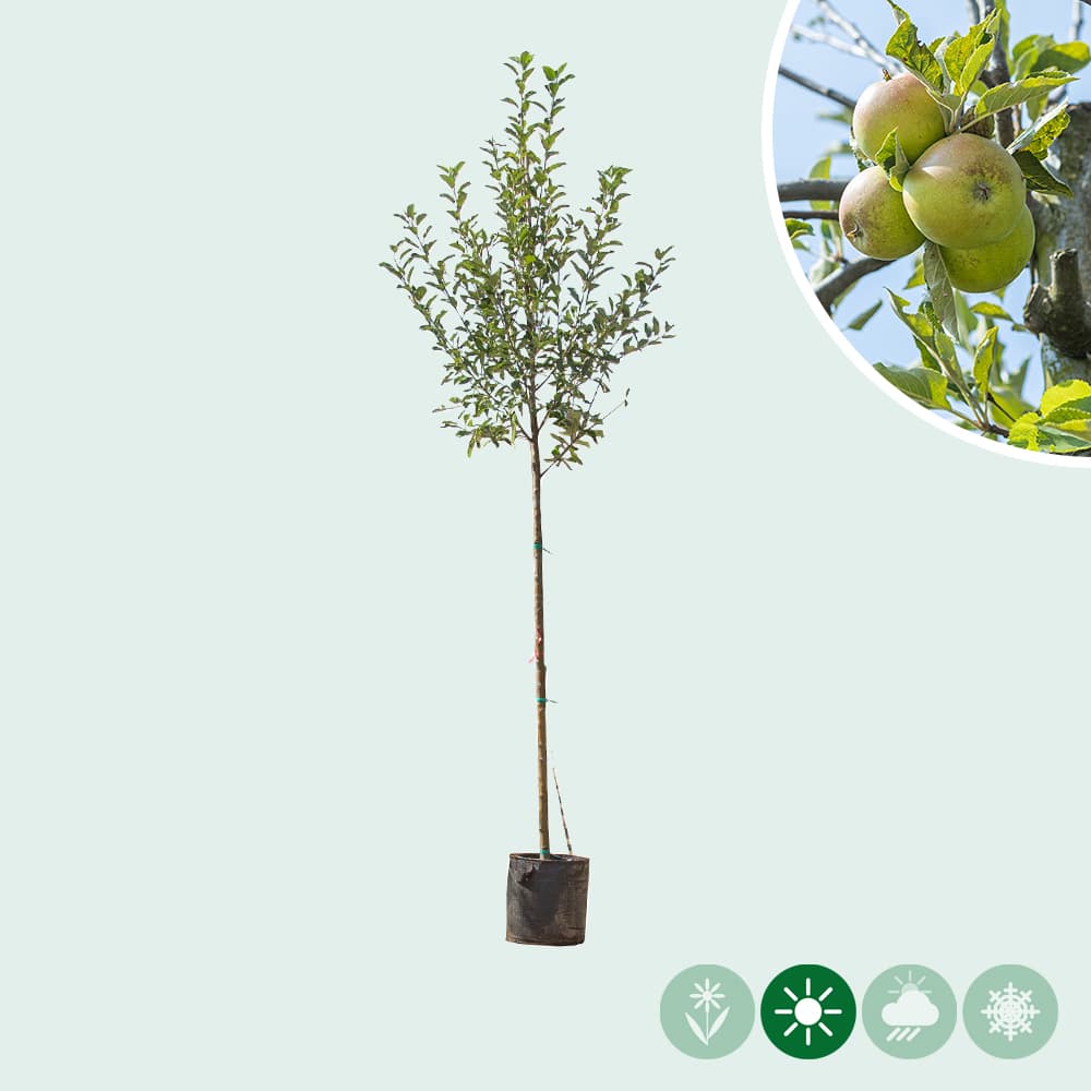 Großer Apfelbaum Elstar