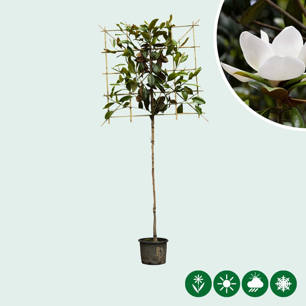 Magnolie grandiflora als Spalier