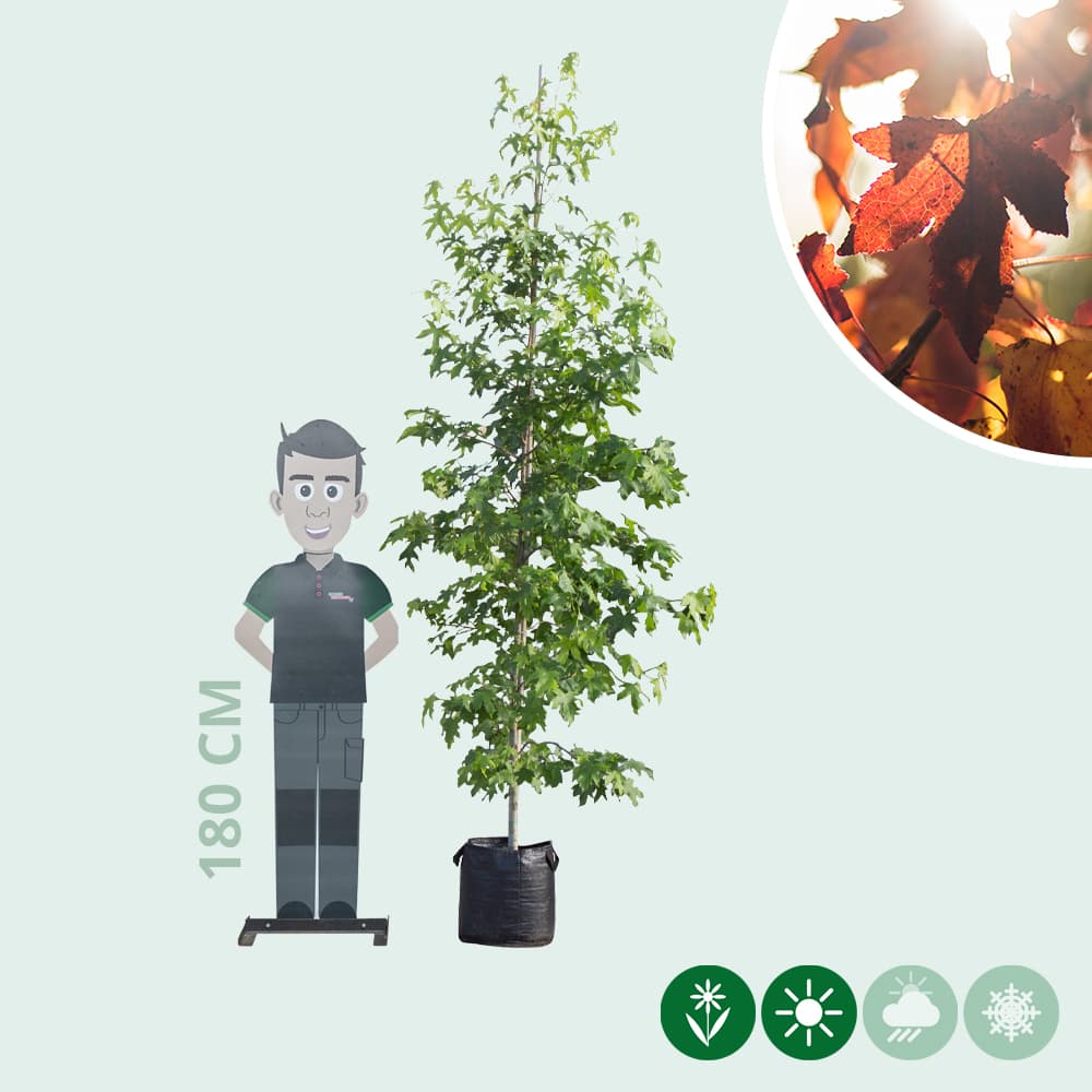 Amberbaum Spindelbusch