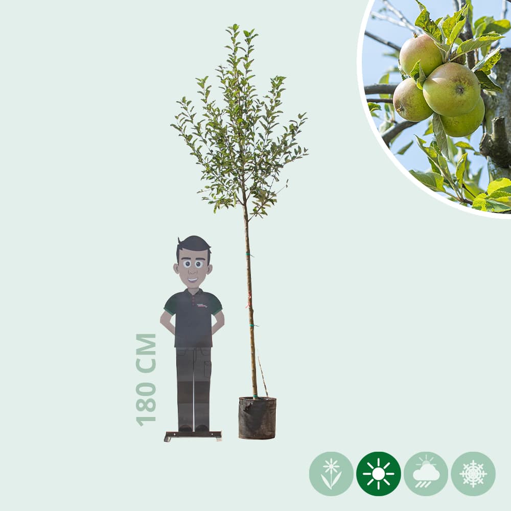 Großer Apfelbaum Elstar