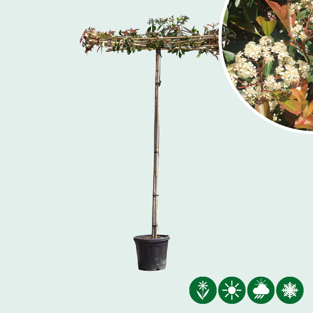 Glanzmispel Dachbaum