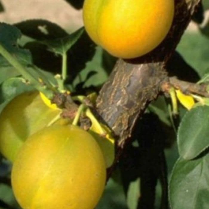 Prunus domestica Reine Claude d'oullins 2