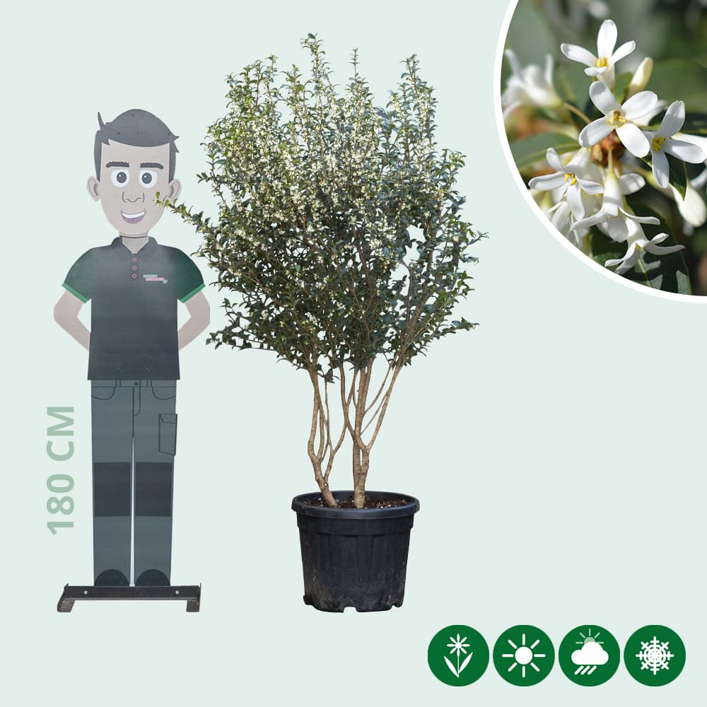 Falsche Stechpalme burkwoodii mehrstämmig