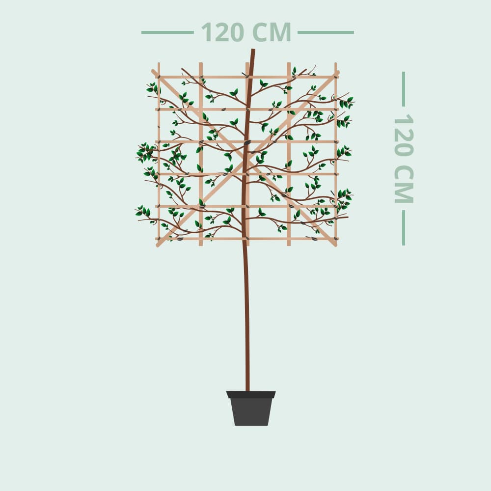 Japanische Zierkirsche als Spalier 120 cm