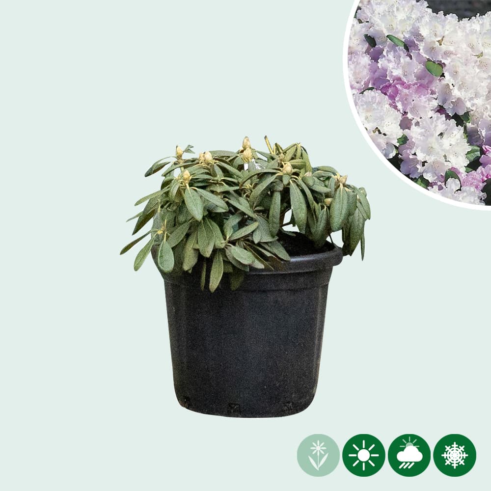 Rhododendron 'Silberwolke'