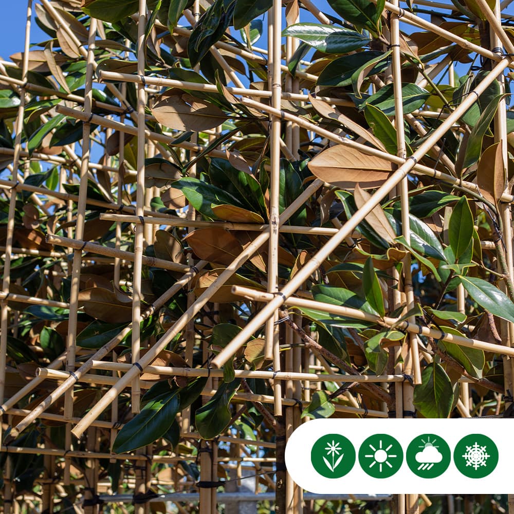 Magnolie grandiflora als Spalier