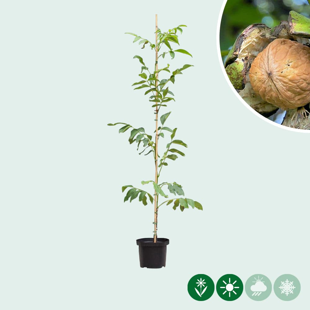 Walnussbaum 'Coenen'