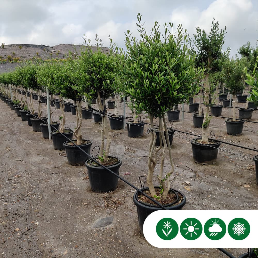 Olivenbaum mehrstämmig