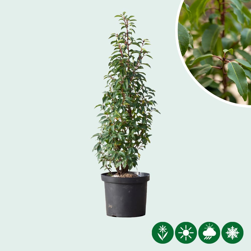 Portugiesischer Kirschlorbeerhecke