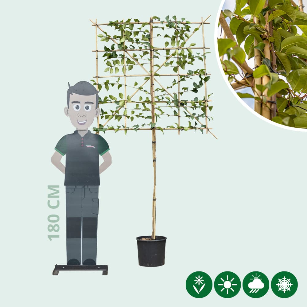 Portugiesische Lorbeerbaum 'Tico' als Spalierbaum