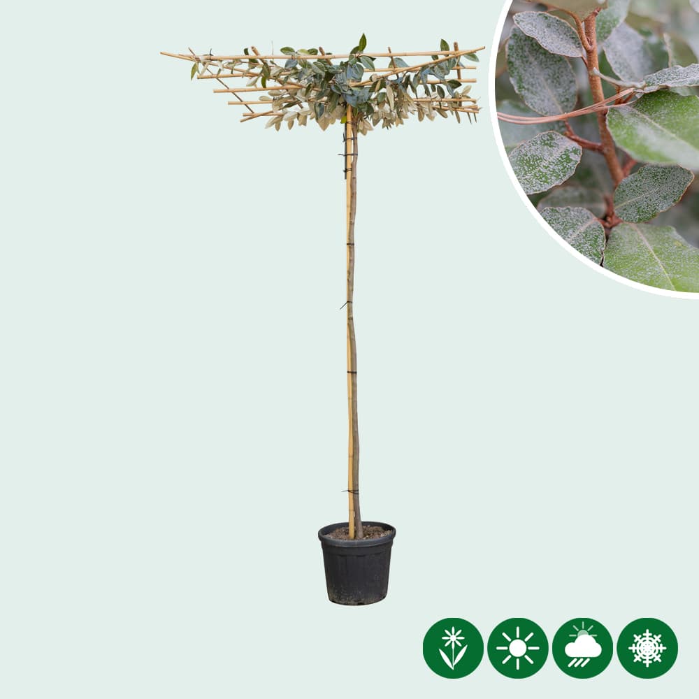 Dach-Ölweide 200-220cm Stammhohe