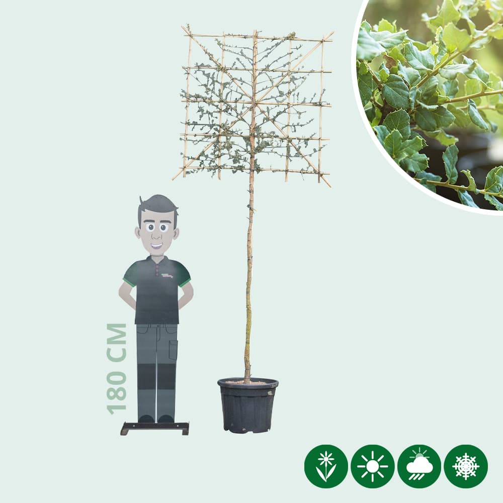 Korkeiche als Spalier