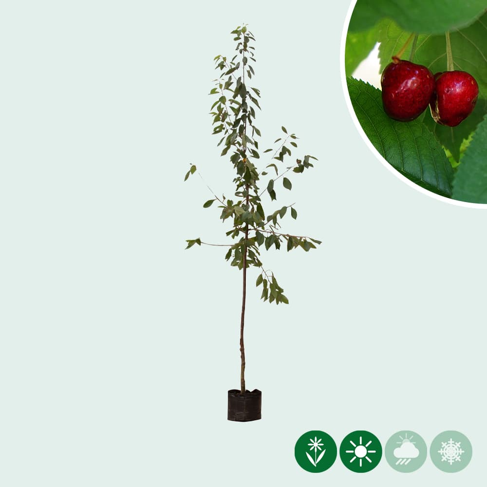 Großer Kirschbaum Prunus a. 'Stella'