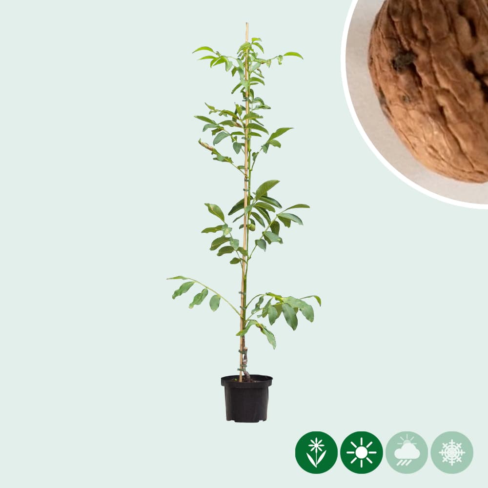 Walnussbaum mit rotem Fruchtfleisch