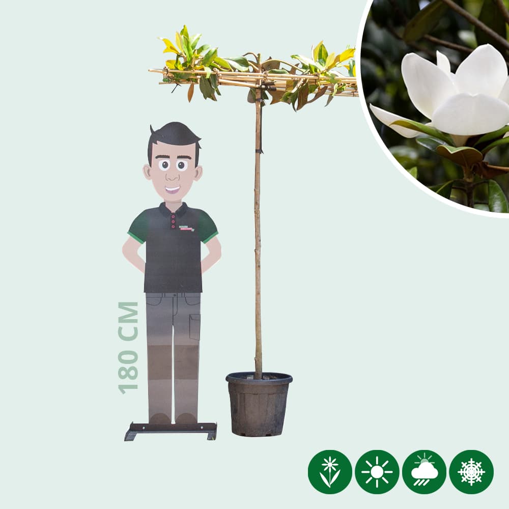 Magnolie grandiflora quadratisches Dach