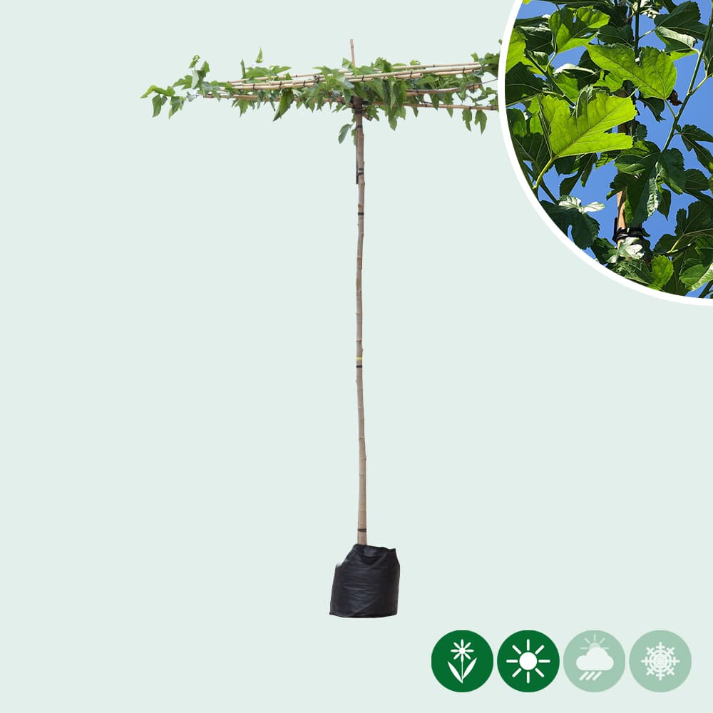 Dach Maulbeerenbäume