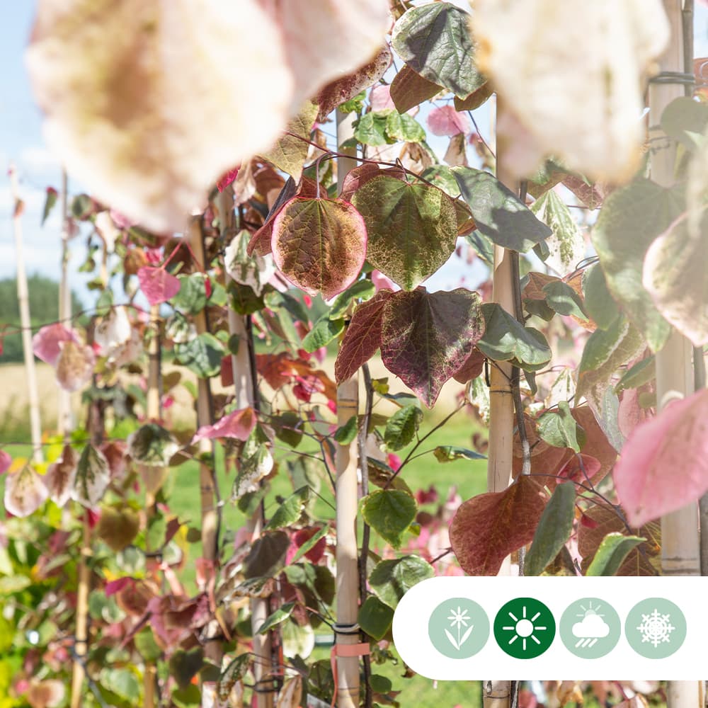 Judasbaum Carolina Sweetheart