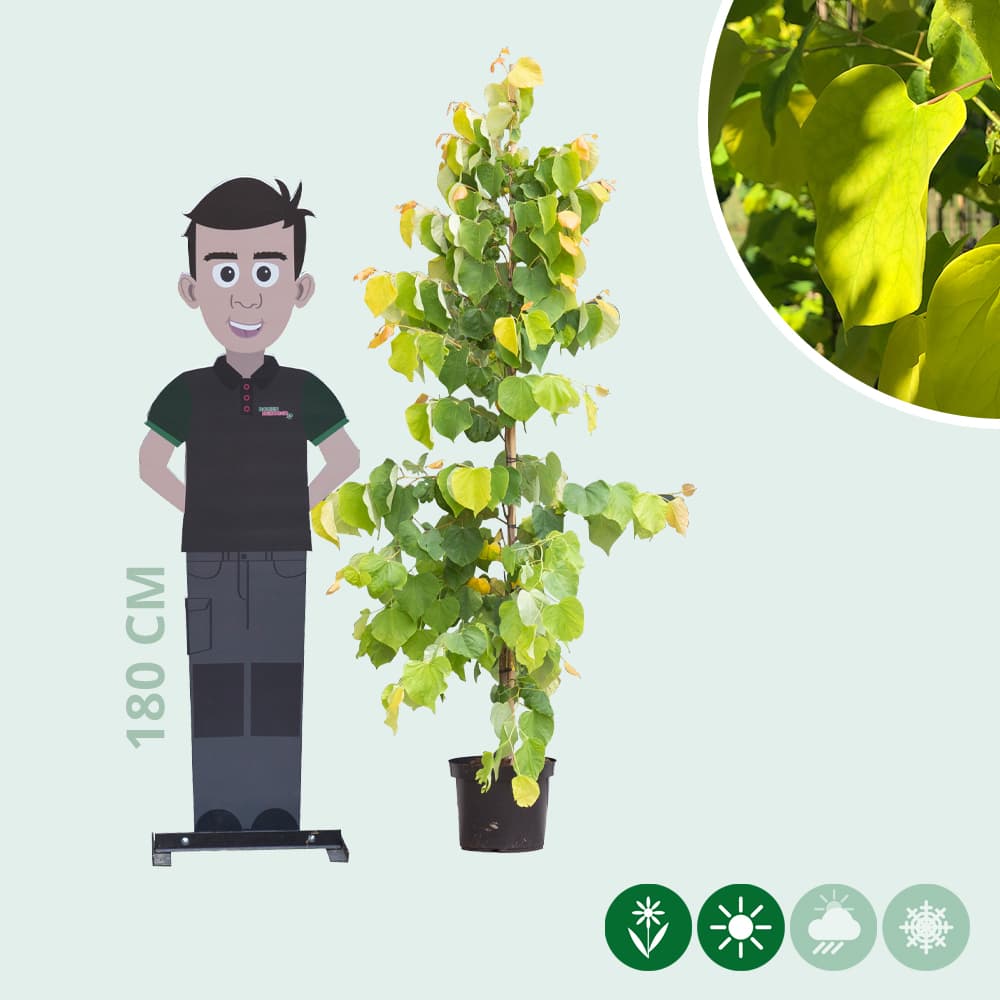 Judasbaum Hearts of Gold