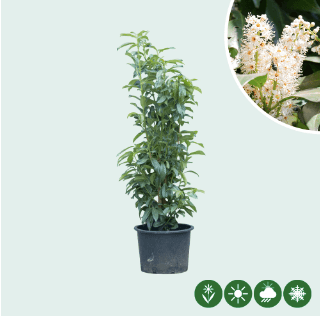 Kirschlorbeer Genolia