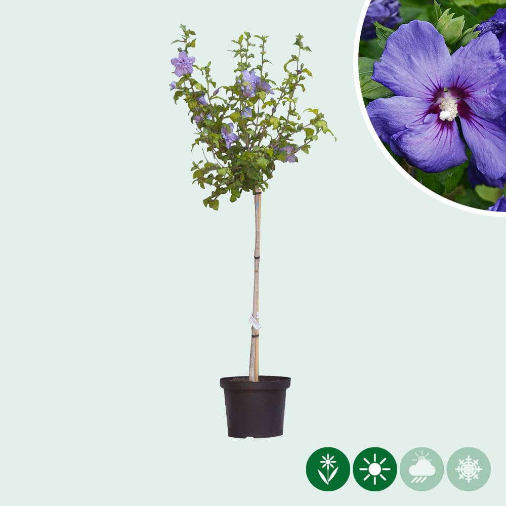 Hibiskus ‘Marina’