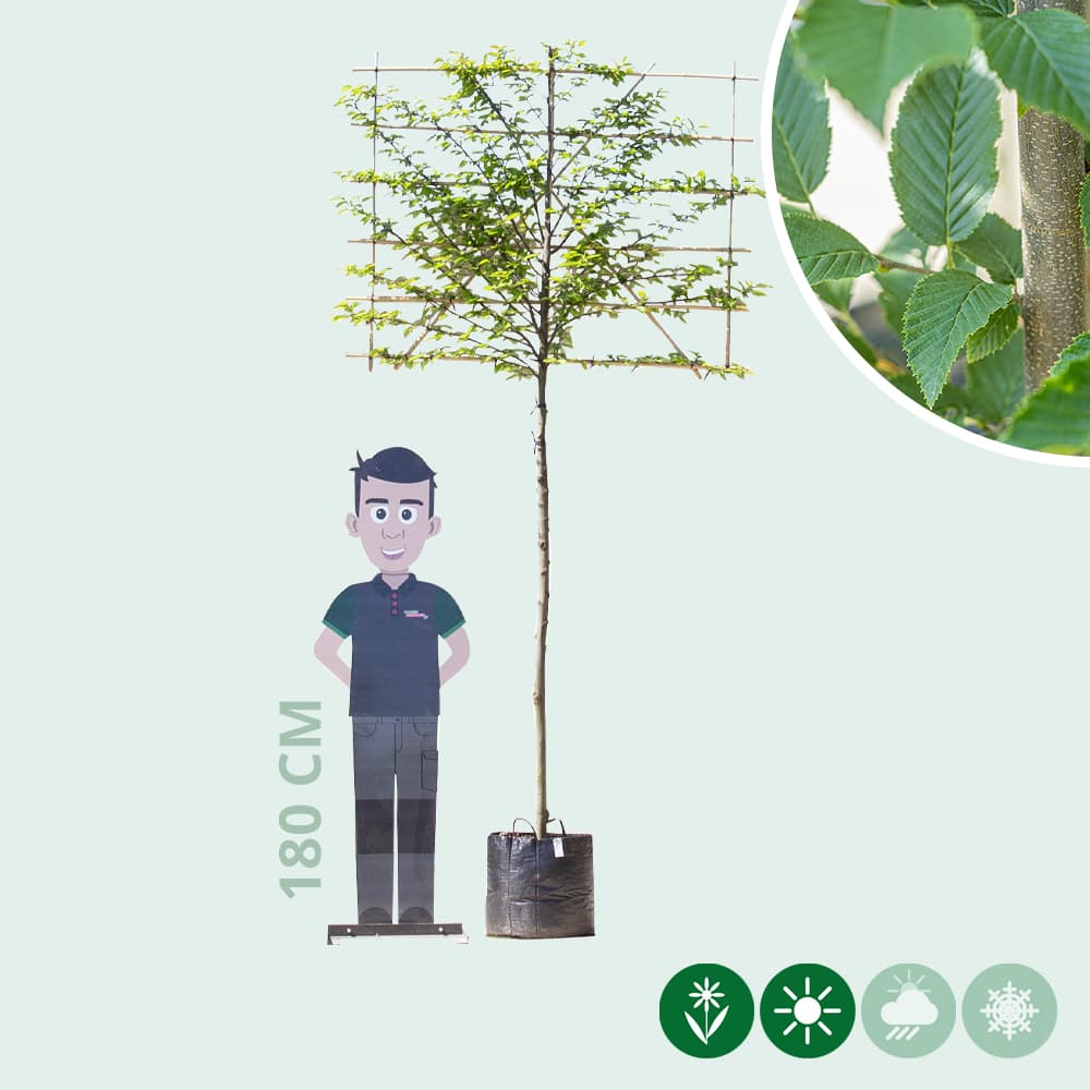 Säulenhainbuche als Spalier