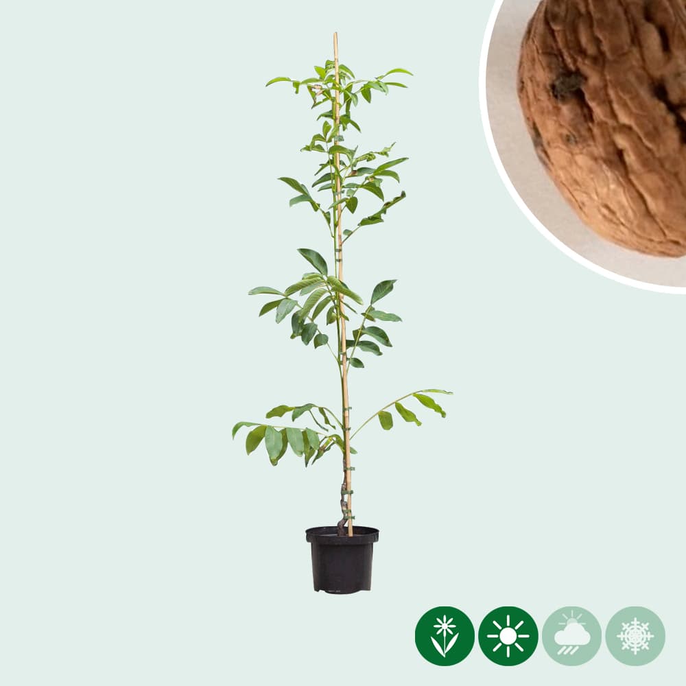 Walnussbaum Broadview