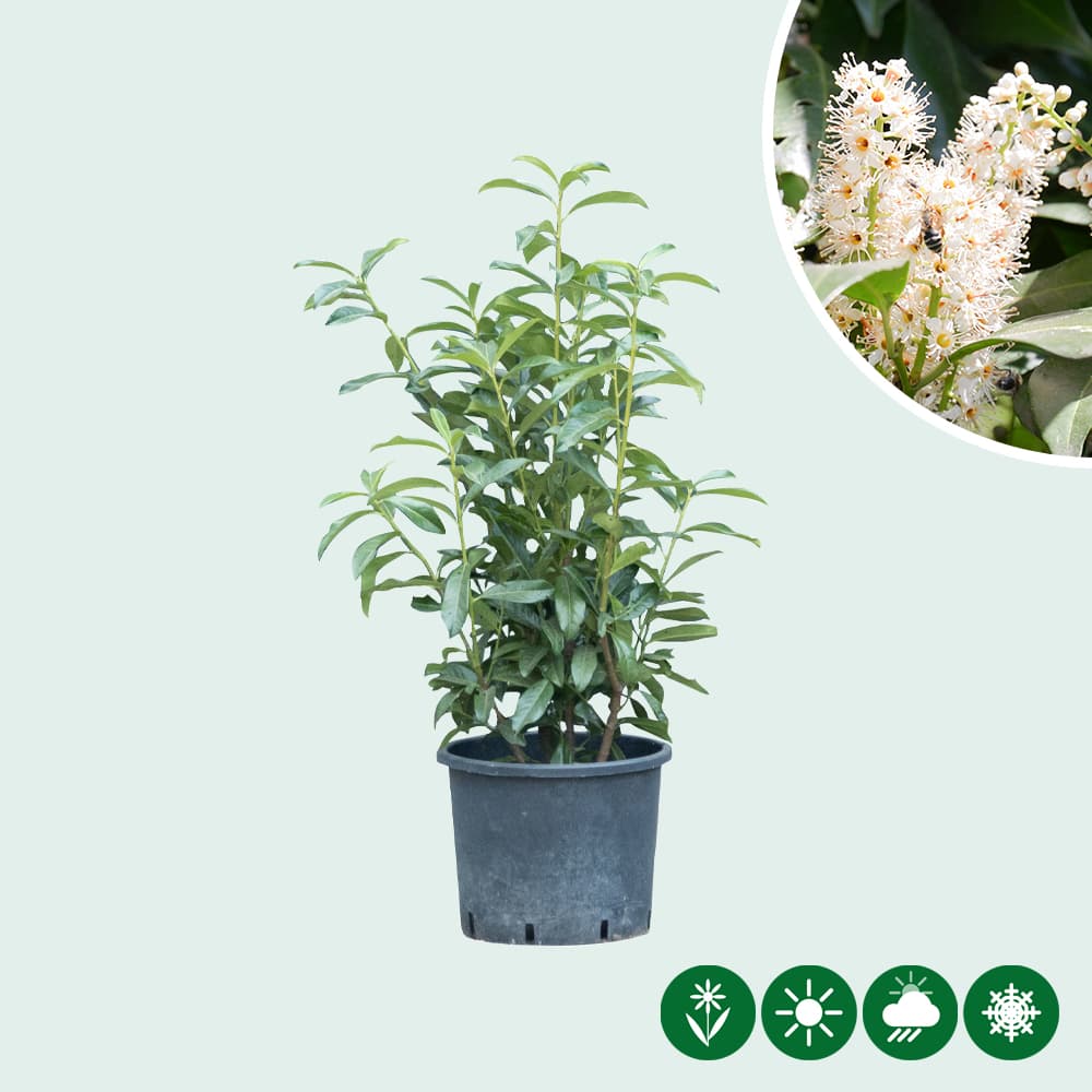 Kirschlorbeerhecke 'Genolia' 60cm