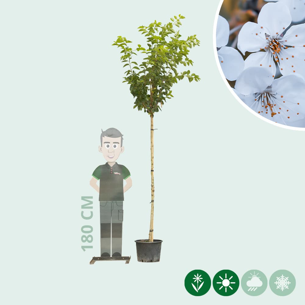 Japanische Blütenkirsche 'Umineko'